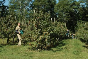 Mike Barnes on the Reine de Pommes, Catamount Hill Orchard. JIM LANGONE