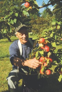 Terry Maloney picking Baldwins, harvest 2007, Catamount Hill Orchard. JIM LANGONE 